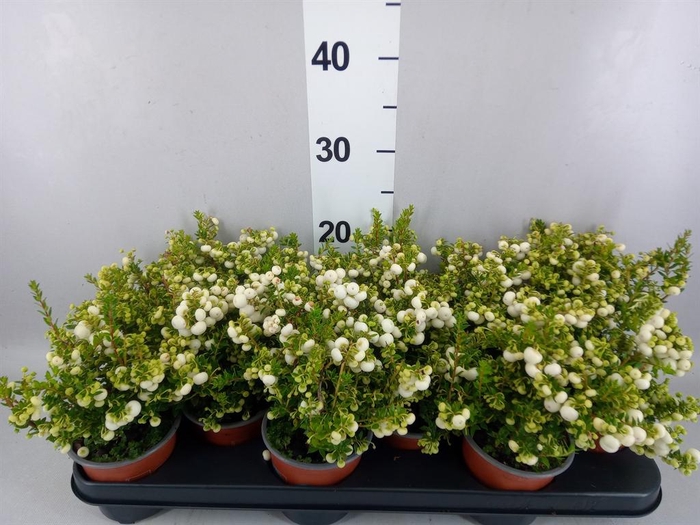 Gaultheria   ...white berry