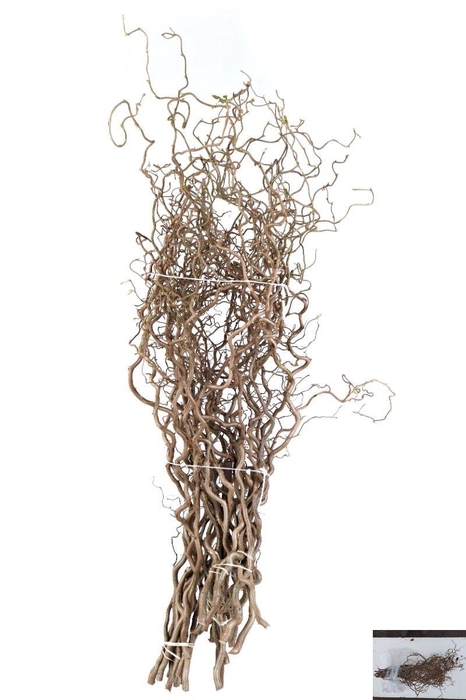 <h4>CORYL AV CONTORTA</h4>