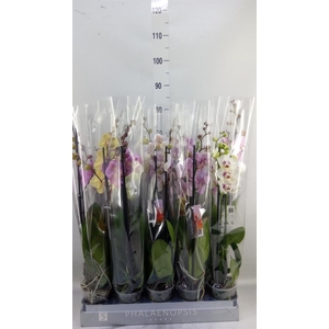 Phalaenopsis   ...mix  7
