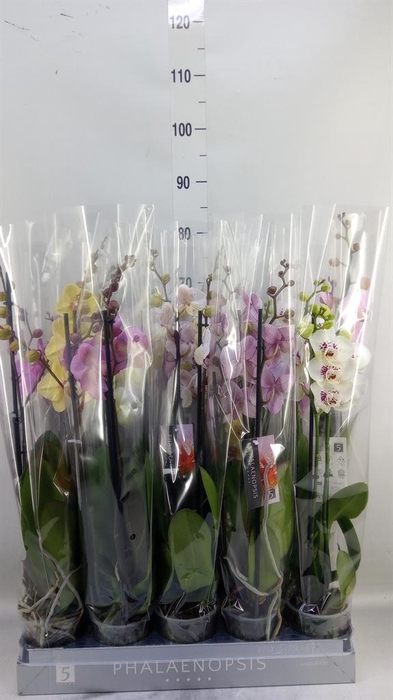 <h4>Phalaenopsis   ...mix  7</h4>