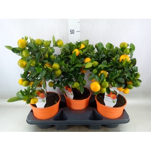 Citrus   ...