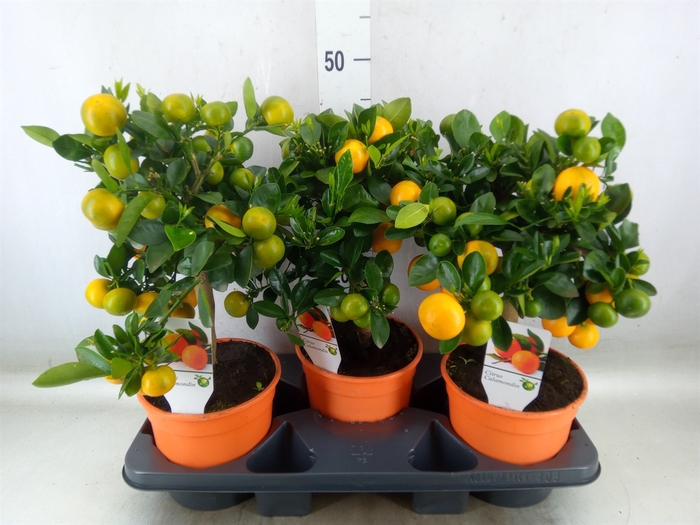 <h4>Citrus   ...</h4>