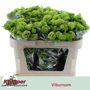 VIBURNUM ROSEUM ST