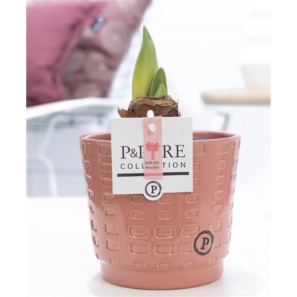 <h4>Hippeastrum pink in P&PURE Floor ceramics</h4>