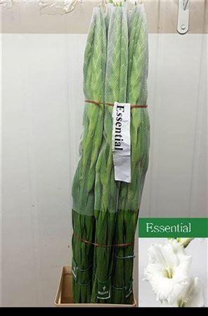 <h4>Glad Gr Essential</h4>