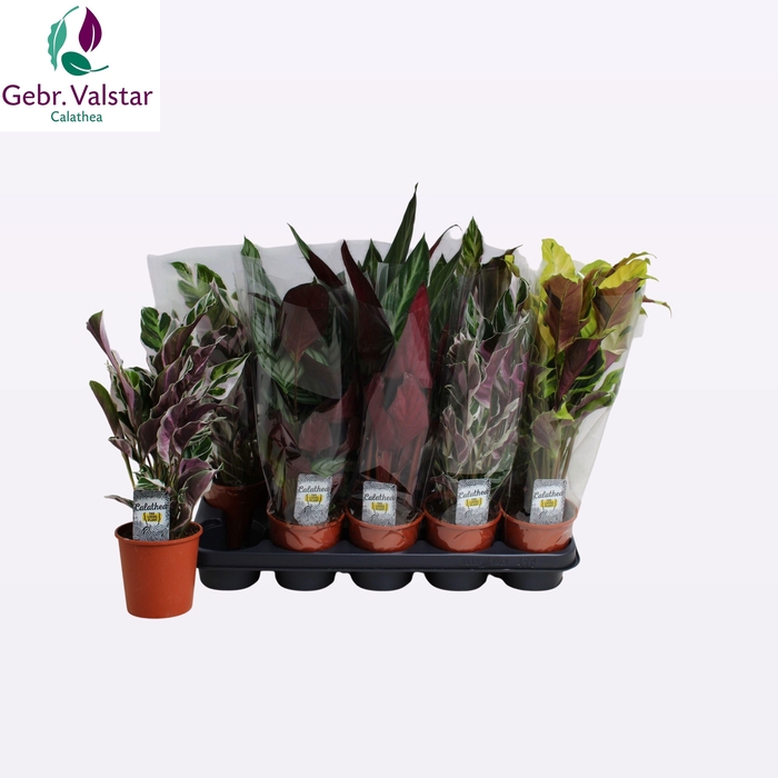 <h4>CALAT GEM 4 SRT</h4>