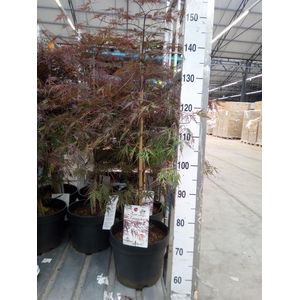 Acer palmatum 'Firecracker'