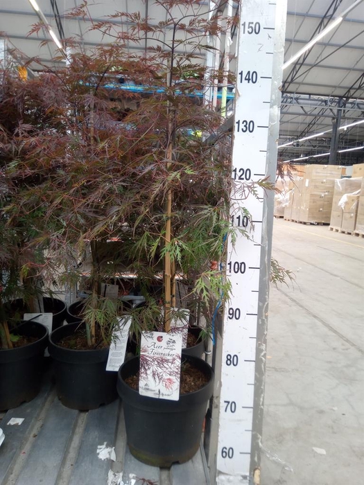 <h4>Acer palmatum 'Firecracker'</h4>
