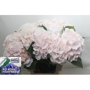 Hydr M Sweet Verena 60cm