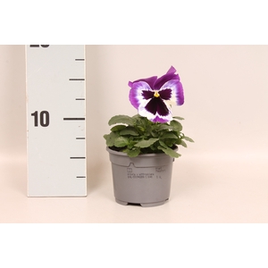 Viola wittrockiana F1 Violet & White