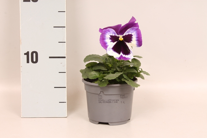 <h4>Viola wittrockiana F1 Violet & White</h4>