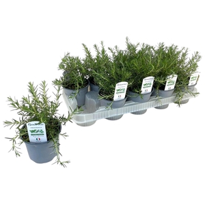 ROSMARIN OF PROSTRAT