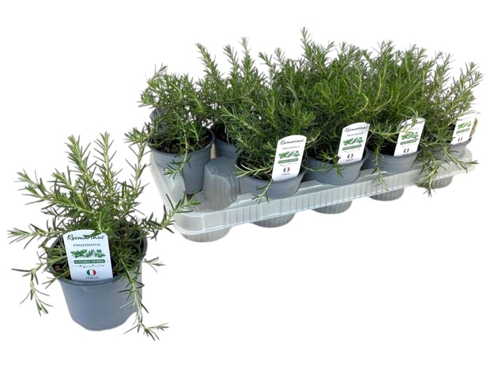 <h4>ROSMARIN OF PROSTRAT</h4>