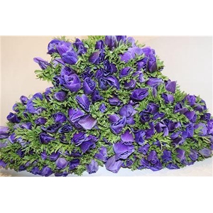 ANEMONE GALILEE BLUE