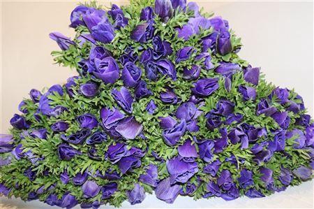 <h4>ANEMONE GALILEE BLUE</h4>
