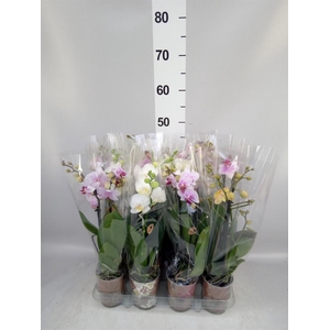 Phalaenopsis multi.   ...mix  5