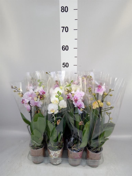 <h4>Phalaenopsis multi.   ...mix  5</h4>