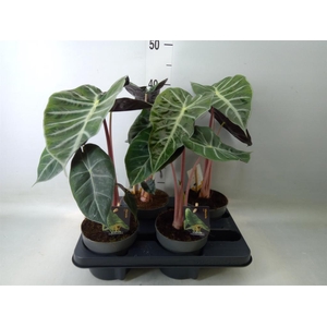 Alocasia   ...
