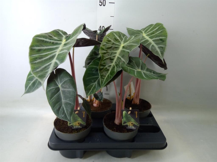<h4>Alocasia   ...</h4>