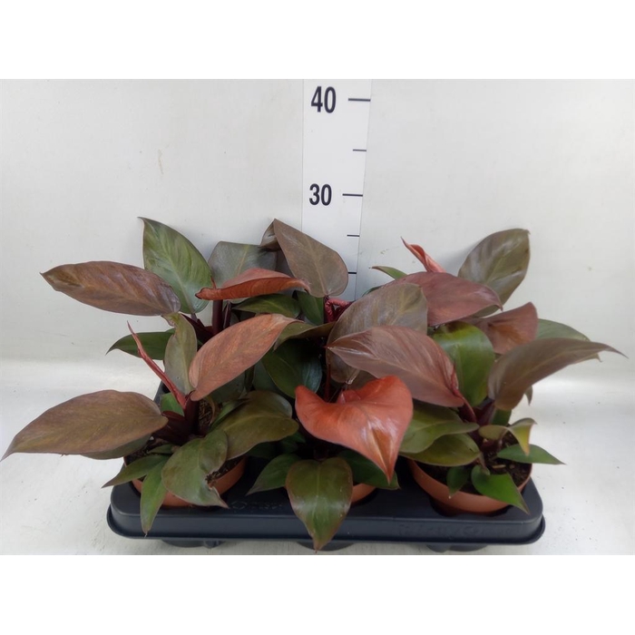 <h4>Philodendron   ...</h4>