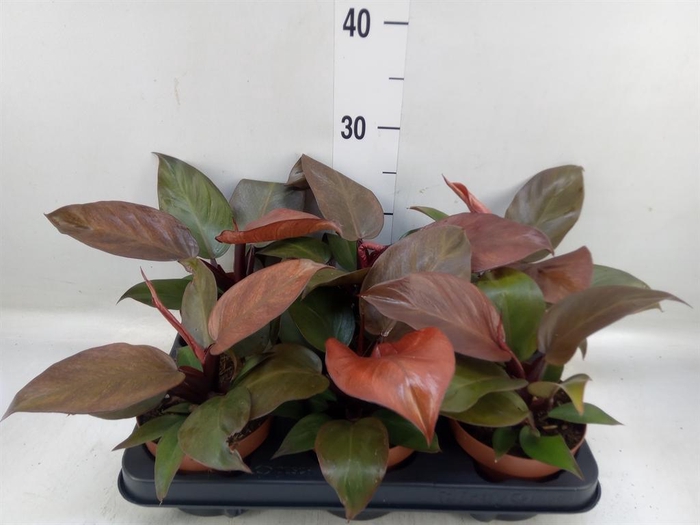 <h4>Philodendron   ...</h4>