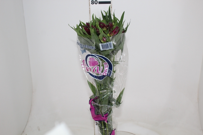 <h4>ALSTROEMERIA POMPEII 080 CM</h4>