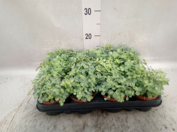 <h4>Sedum sieboldii 'Mediovariegatum'</h4>