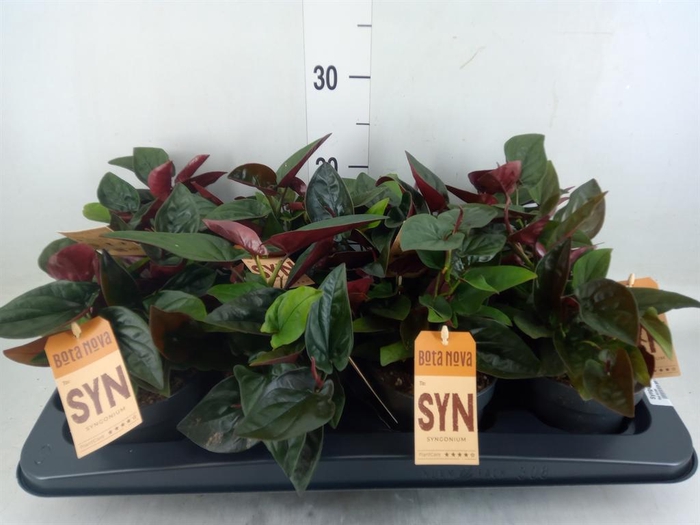 <h4>Syngonium   ...</h4>