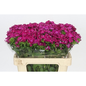 Dianthus Br Amazon Neon Cherry