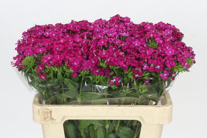 <h4>Dianthus Br Amazon Neon Cherry</h4>