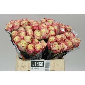 Rosa Gr Maroza