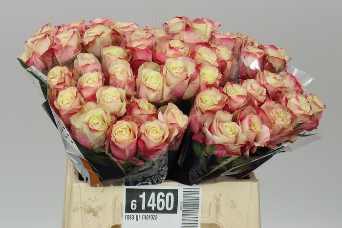 <h4>Rosa Gr Maroza</h4>