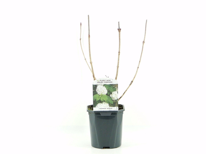 <h4>Viburnum opulus Roseum</h4>