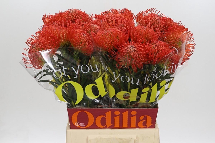 <h4>Nutans Succession</h4>