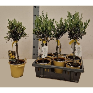 OLEA EUROPAEA