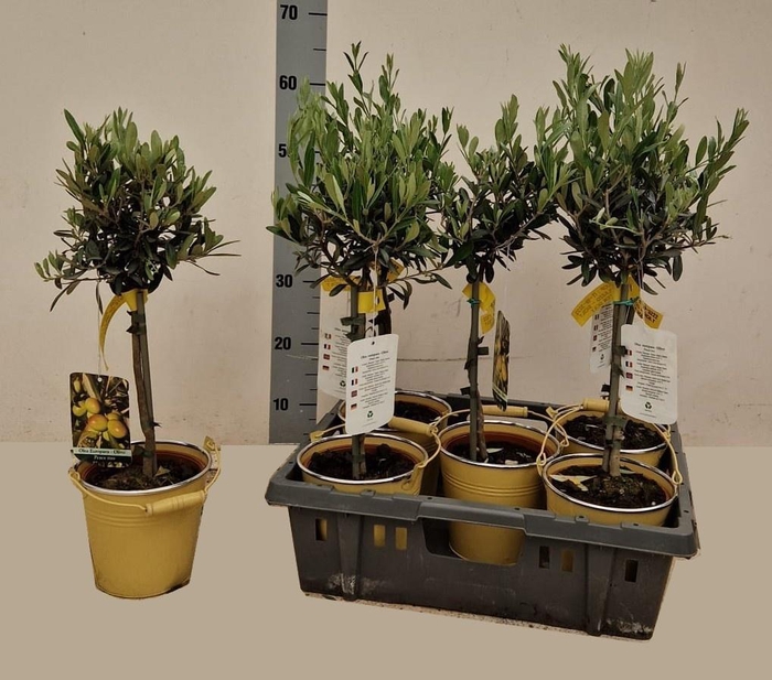 <h4>OLEA EUROPAEA</h4>