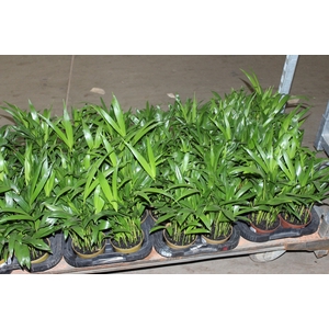 ARECA BAMBU P11
