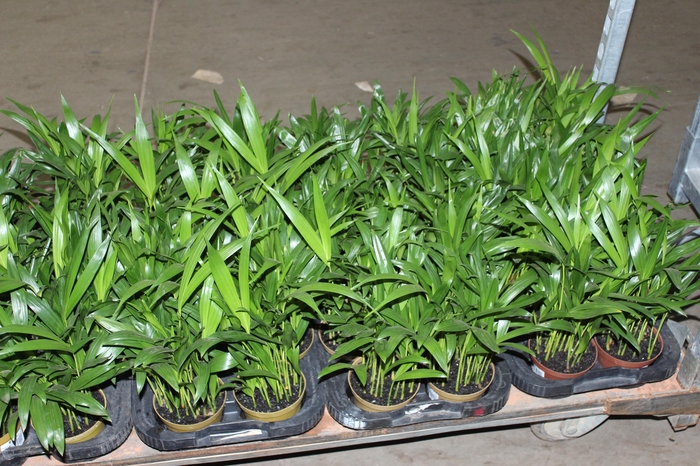 <h4>ARECA BAMBU P11</h4>