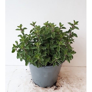 Origanum vulgare