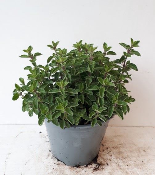 <h4>Origanum vulgare</h4>