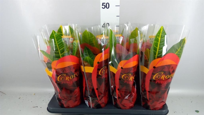 <h4>Codiaeum var. GR 'Petra'</h4>