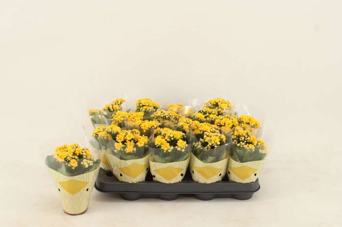 <h4>Kalanchoe Calandiva Nolin</h4>