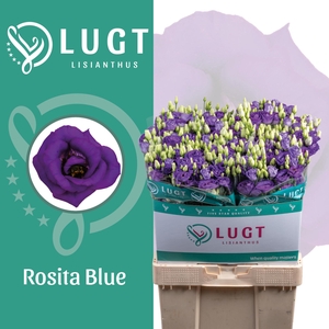 Lisianthus Rosita Blue