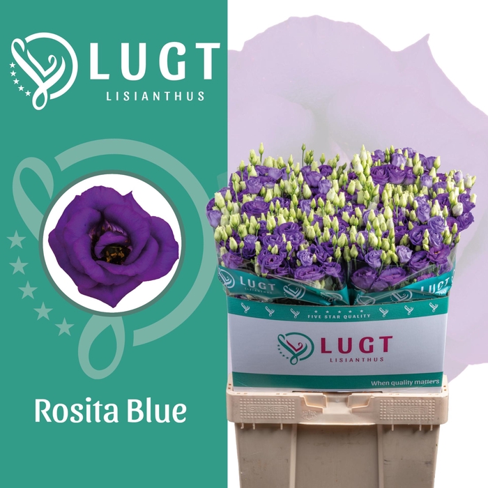 <h4>Lisianthus Rosita Blue</h4>
