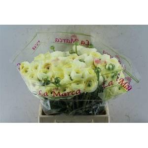 Ran Kloon Extra Commedia