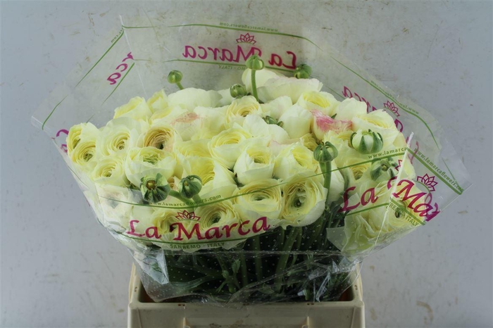 <h4>Ran Kloon Extra Commedia</h4>