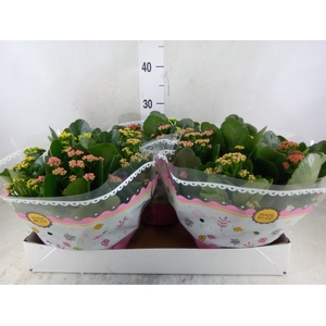 Kalanchoe blos.   ..rosebud mix/pot