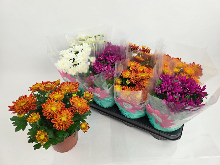 <h4>CHRYS GEM 5 KL</h4>