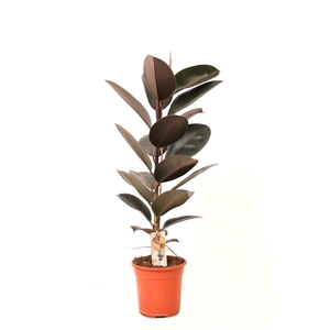 Ficus P21 Abidjan 1PP