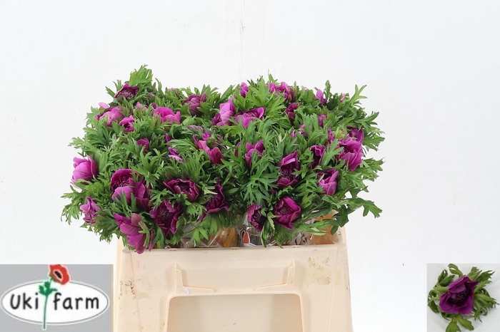 <h4>Anem Levante Fuchsia</h4>